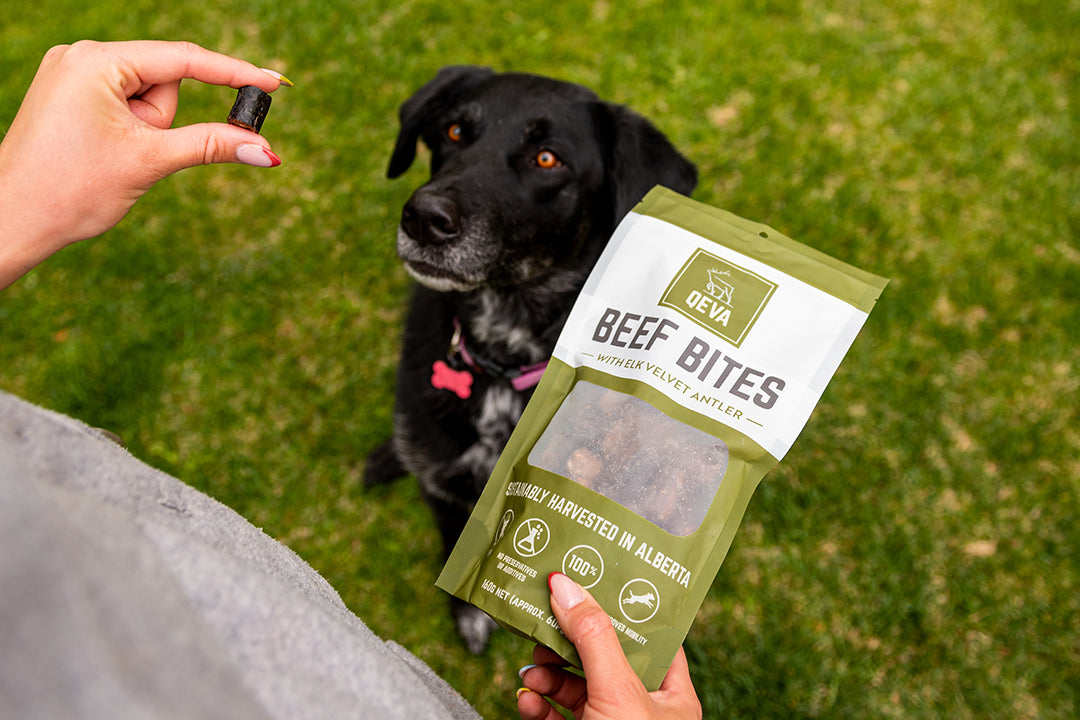 Keep Your Four-Legged Friend Running Wild with QEVA!