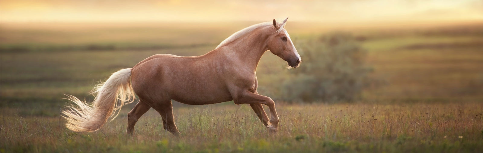 QEVA For Horses