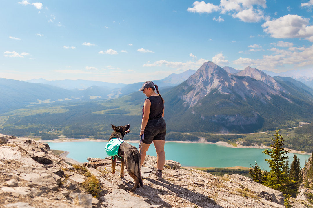 4 Legged Stories: Find Our Pack