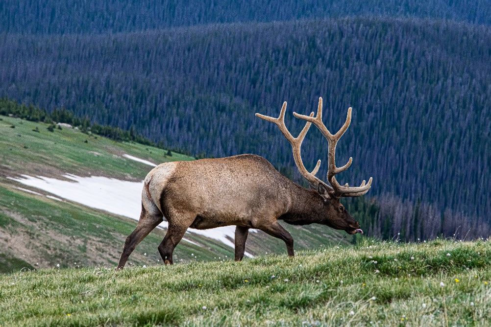 10 Facts You Probably Didn’t Know About Elk & Their Antlers