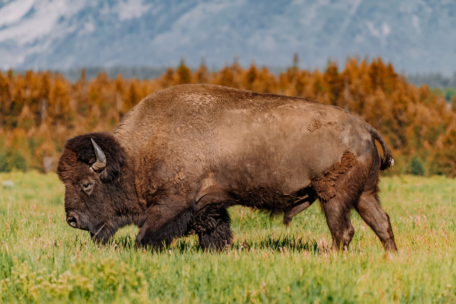 10 Brilliant Buffalo Facts About These Big Bovines
