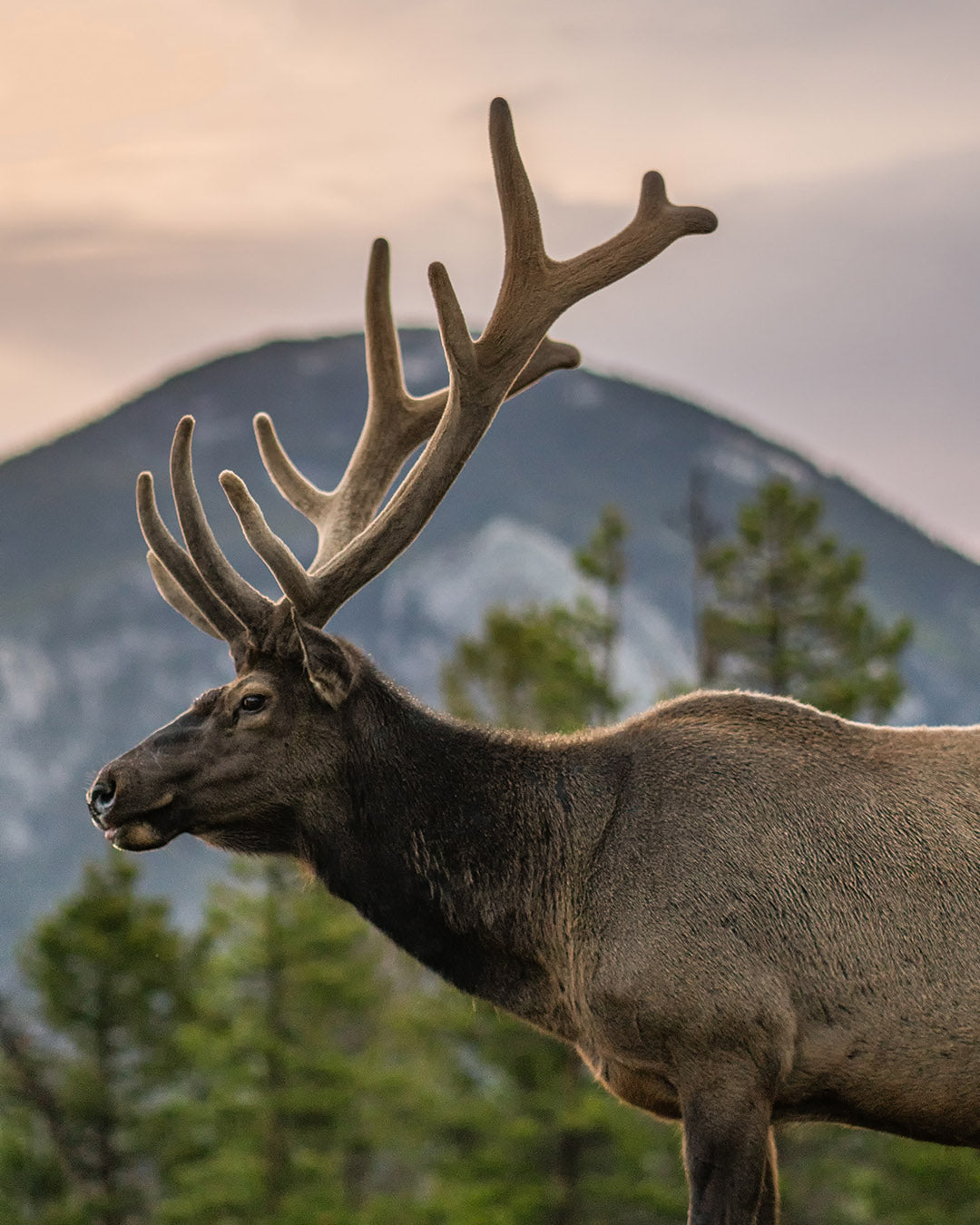 What's in Elk Velvet Antler?