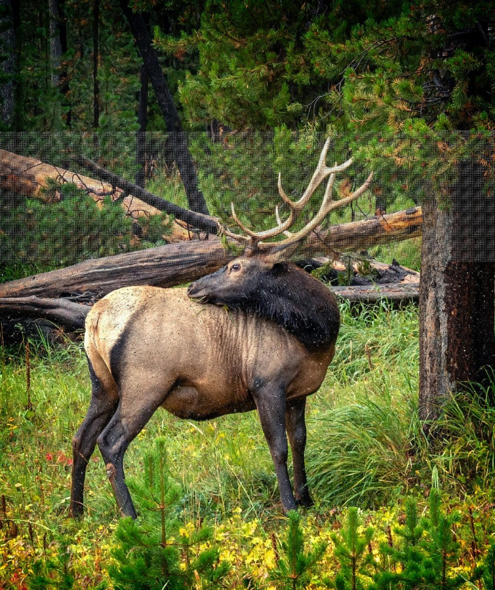 10 Facts You Probably Didn't Know About Elk & Their Antlers - QEVA